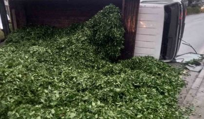 Kamyon kasasındaki 10 ton çayı böyle temizlediler