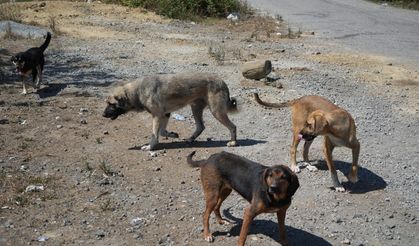 Kırsalda başıboş köpekler korku salıyor