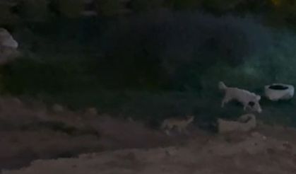 Köpekle tilkinin oyunu görenleri güldürdü