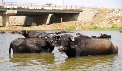 Mandalar şap hastalığına karşı suda yüzdürülüyor