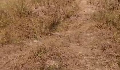 Otomobil tarlaya uçtu, 1 yaralı