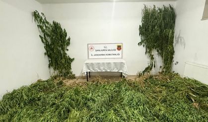 2 kilo esrar ile 555 kök kenevir ele geçirildi: 3 gözaltı