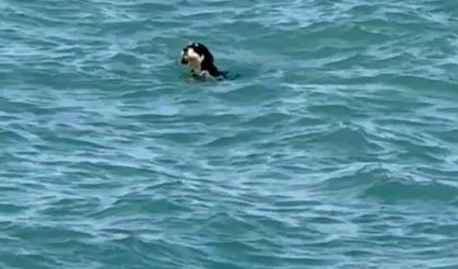 Sıcaktan bunalan köpekler yüzerek serinledi