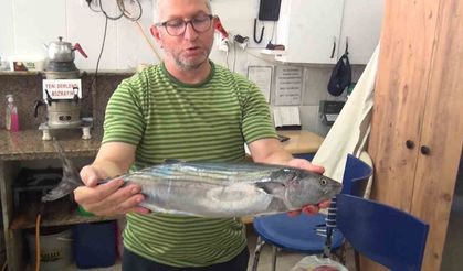 Tezgahlara sezonun ilk torik balığı düştü