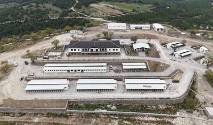 Sokak hayvanları doğal yaşam alanlarına denetim