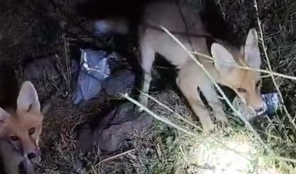 Tilki ile arıcının gülümseten anları: "Gel aşure yiyin gel"