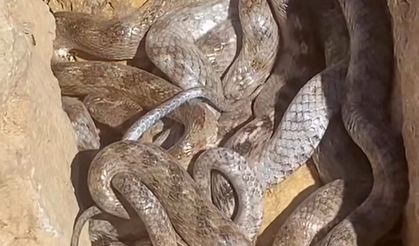 Yumak halinde görüntülenen yılanlar şaşırttı