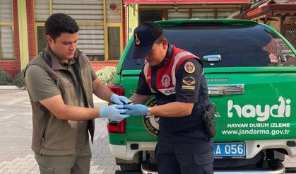 Yaralı arı kuşu koruma altına alındı