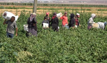 Yoldan geçen vatandaşlar için karpuz ekti