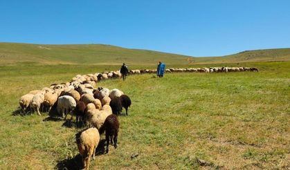 2025 yılı buzağı, malak, kuzu ve oğlak destekleme başvuruları başladı