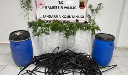 Damlama sulamalı kenevir tarlasına jandarma baskını
