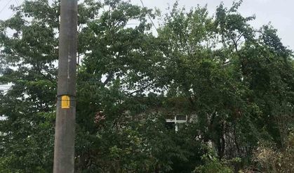 Ağaçların içinden geçen elektrik telleri tehlike saçıyor