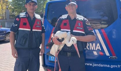 Yaralı leylek tedavi altına alındı