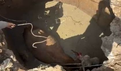 Çukura düşen ineğin imdadına Özel İdare ekipleri yetişti