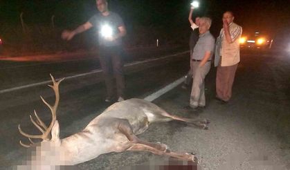 Domaniç’te yaralı geyik ekiplere teslim edildi