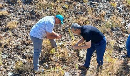 Maden çayı tohumu toplama çalışması