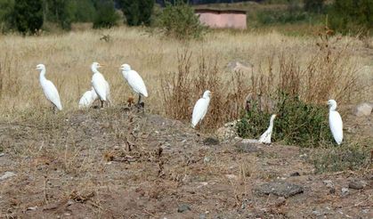 Süzülen kuşların göç hareketleri izleniyor
