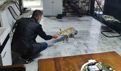 Hane halkı gibi davranıyor, tilkinin dostluğu gülümsetiyor