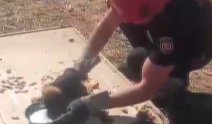 Kanala düşen yavru köpek kurtarıldı