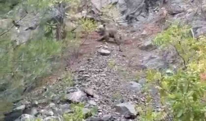 Ayılar cep telefonu kamerasıyla görüntülendi