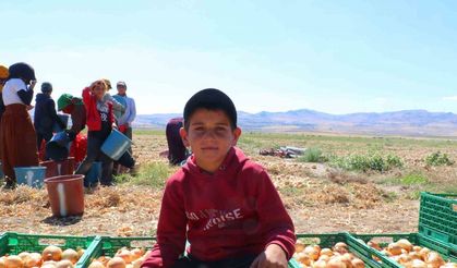 Kışlık soğanın ilk hasadı başladı