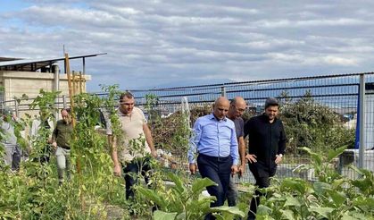 Ata tohumlarının ilk hasadı yapıldı