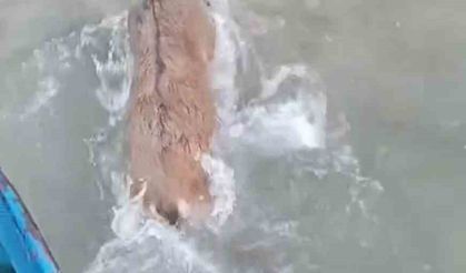 Kurtlardan kaçarken göle düşen dağ keçisini balıkçılar kurtardı