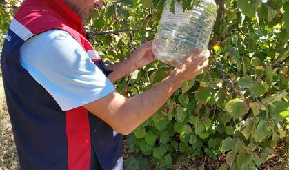 Önlemek için feromon tuzakları devrede