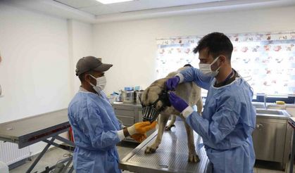 Uyuz tanısı konulan 50 köpek tedavi altına alındı