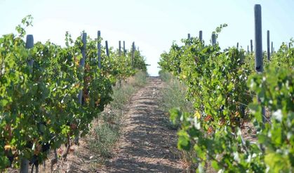 Zirai dondan etkilenen üreticilere destek