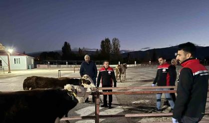 Canlı hayvan pazarı yeniden açıldı