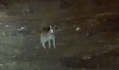 En şaşırtan misafiri: Kurt merkezde gezintiye çıktı