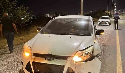 Otomobilin çarptığı domuz telef oldu