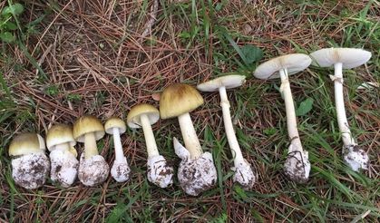 Mantar sezonu başladı: Uzmanlar zehirlenmelere karşı uyardı