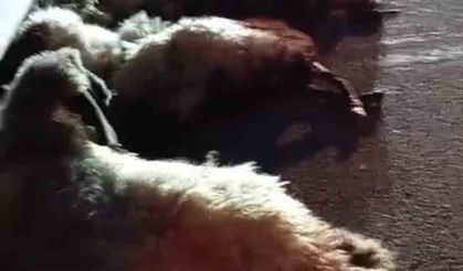 Otomobil sürüye çarptı, onlarca koyun telef oldu