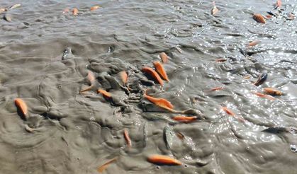 Gölet kurudu, balıklar telef oldu