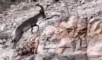 Nesli tükenme tehlikesi altındaki yabani dağ keçisi görüldü
