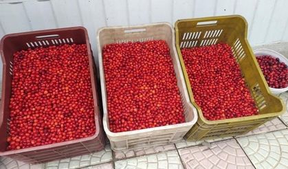 Vitamin deposu kızılcık tezgahlarda yerini aldı