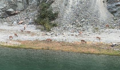 Dağ keçileri sürüsü ilk kez bu kadar kalabalık görüntülendi