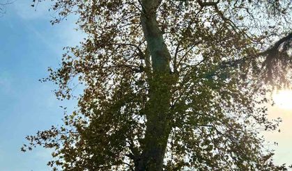 Asırlık çınar ağacının koruma altına alınması bekleniyor