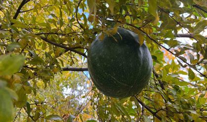 Bahçeye ektiği kabak, nar ağacının tepesinde meyve verdi