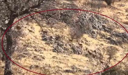 Dağ keçileri sürü halinde görüntülendi