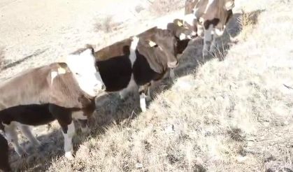 Firar eden inekleri jandarma ekipleri buldu