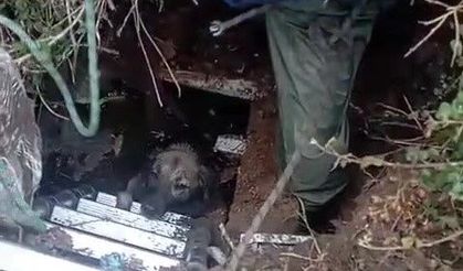 Foseptik çukuruna düşen köpeği itfaiye kurtardı
