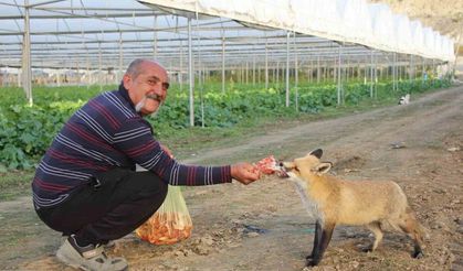 Küs olan kardeşlerin tilki rekabeti