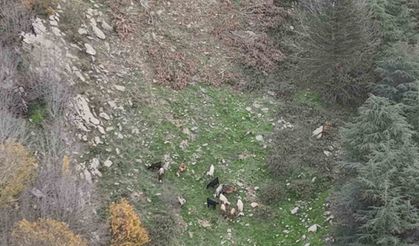 Osmaniye'de kaybolan 15 koyun dron ile bulundu