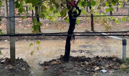 Özlenen yağışlar çiftçinin yüzünü güldürdü