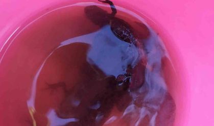 Su çektiği kuyudan semenderler çıktı