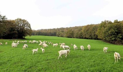 Süt otu desteği meraları yeşertti, maliyetleri düşürdü