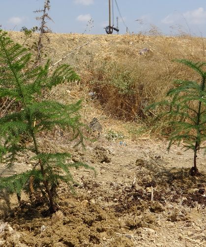 Niğde’deki Mali müşavirlerden fidan bağışı
